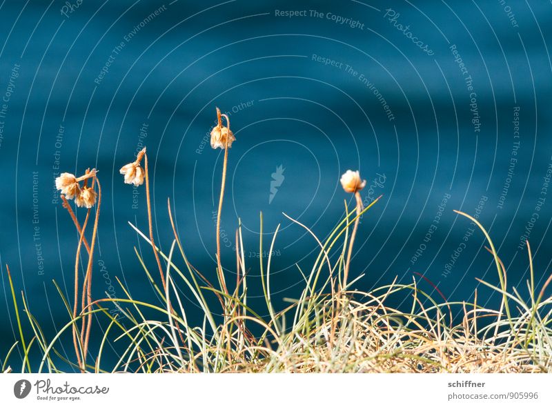 Blumenmeer Pflanze Wasser Gras Wellen Bucht Meer blau dünn verdorrt vertrocknet trocken Grasnarbe Hintergrundbild Atlantik Stengel zart Schwache Tiefenschärfe