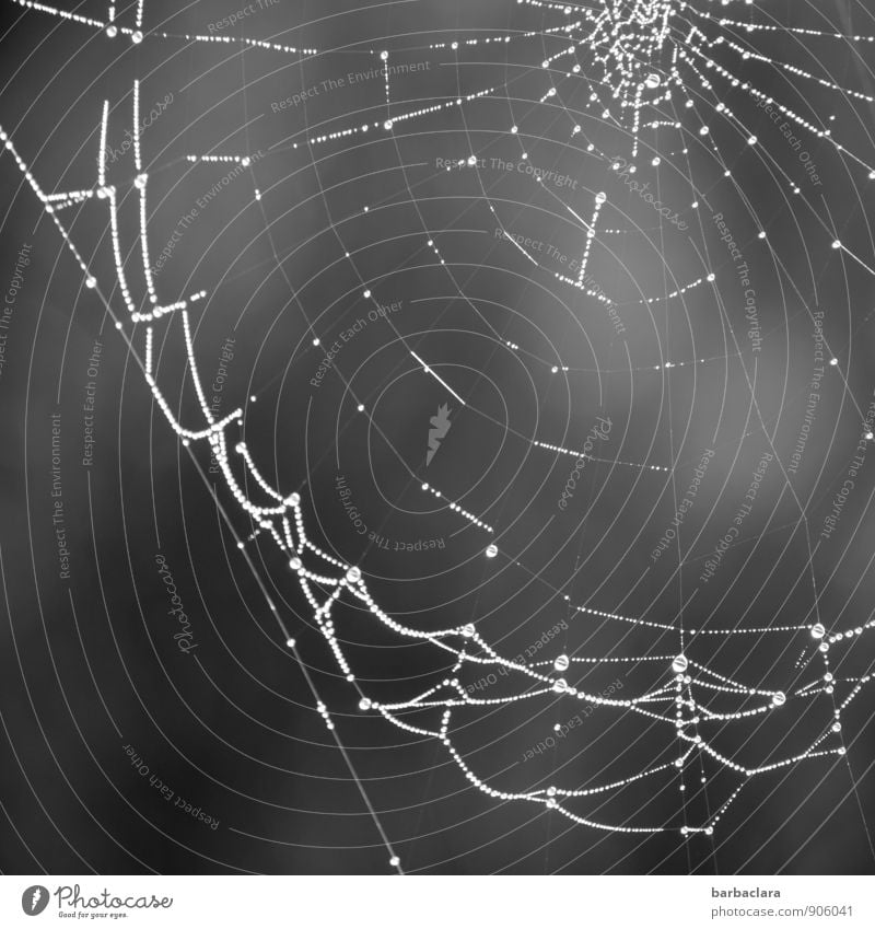 selbstgemacht | in der Spinnenwerkstatt Umwelt Natur Wassertropfen Tau Spinnennetz Linie Netzwerk leuchten dunkel hell grau ästhetisch einzigartig Sinnesorgane
