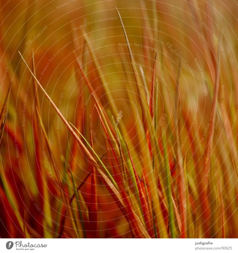 Gras Wiese gelb Stengel Halm Sommer Wind Natur gold orange Linie Strukturen & Formen büschel Spitze