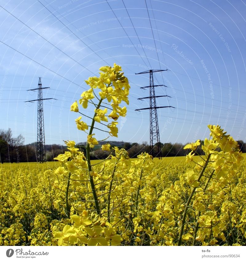 Biodiesel Raps Pflanze gelb grün Frühling Feld Rapsfeld ökologisch nachwachsender Rohstoff Landwirtschaft Honig Biene Blüte Erdöl Amerika Blühend