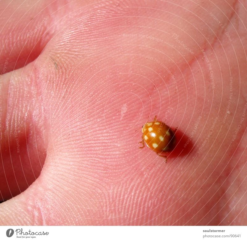 Adalia decempunctata Marienkäfer Hand klein Geschwindigkeit Frühling krabbeln 10 weiß gelb rosa Hautfarbe Makroaufnahme Sonne Handfläche Handlinie Finger