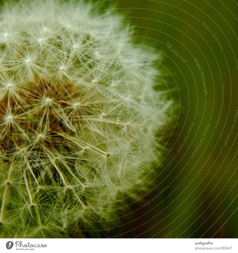 Wiese Löwenzahn Blume Sommer grün weiß leicht fein zart weich Korbblütengewächs rund Makroaufnahme Nahaufnahme Samen pappus Regenschirm schirmchen