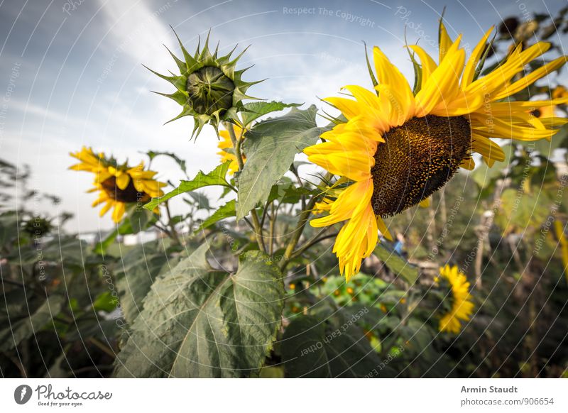 Sonnenblume Natur Pflanze Himmel Sommer Schönes Wetter Blume Nutzpflanze Garten Park Feld Blühend Wachstum ästhetisch authentisch natürlich schön gelb grün