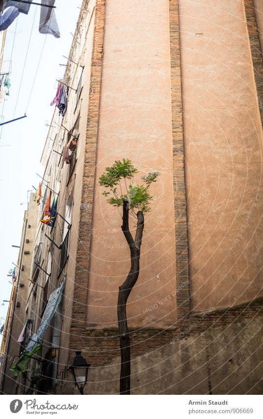 Mickriger Baum - Häuserschlucht - Barcelona Sommerurlaub Umwelt Stadt Menschenleer Haus Gebäude Hinterhof häuserschlucht Mauer Wand Fassade alt verblüht