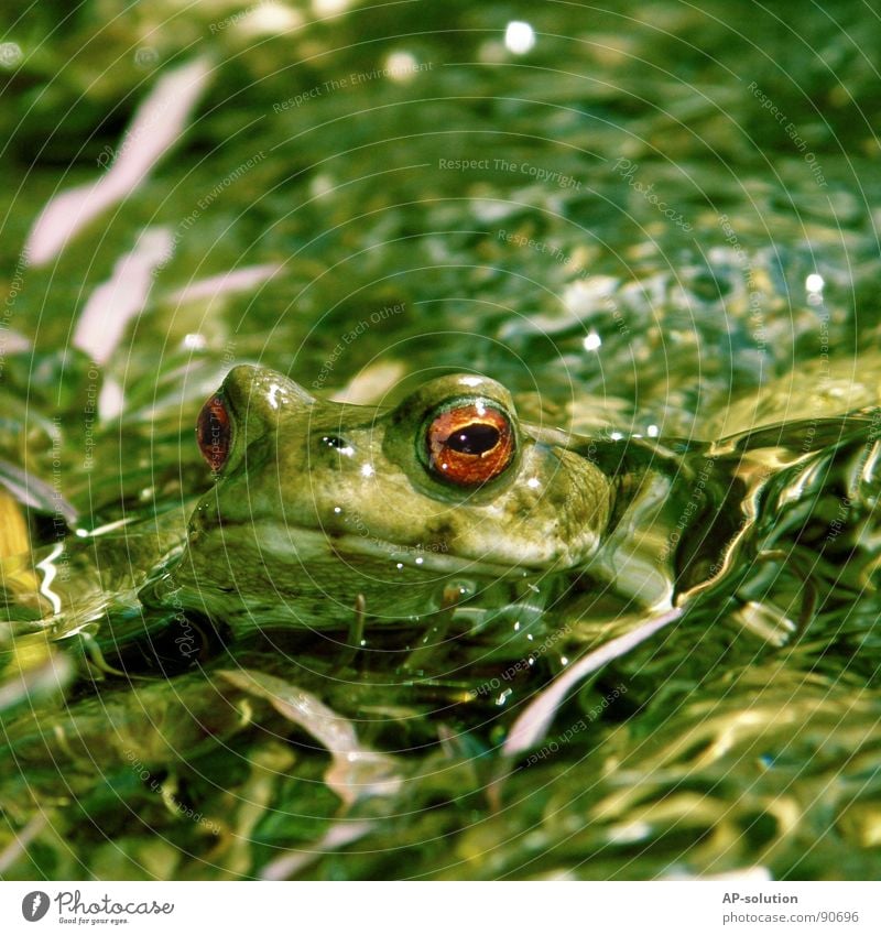 gut getarnt See Teich Gewässer Bach Geplätscher Froschlurche Lurch Kieme Lunge Kaulquappe grün Froschschenkel Froschkönig Märchen Unterwasseraufnahme tauchen