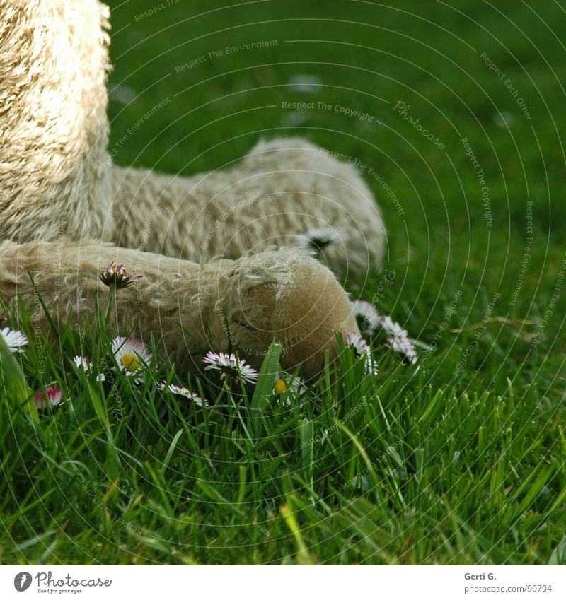 dumm rumsitzen Teddybär Fell Stofftiere Tier Spielzeug kuschlig Aufenthalt Erholung Gänseblümchen Wiese Gras Blume Halm dunkel halbdunkel Kunst Kunsthandwerk