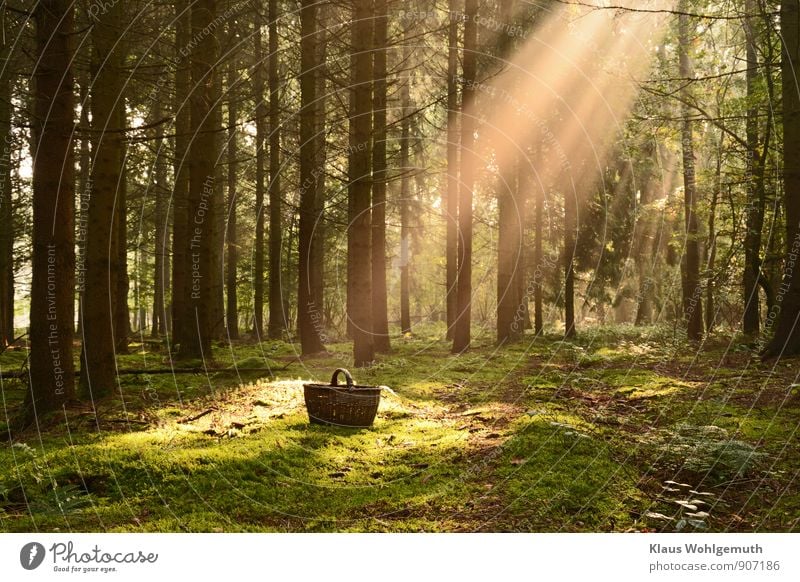 Wo ist das Rotkäppchen? Umwelt Natur Landschaft Herbst Nebel Baum Moos Wald braun grau grün Romantik Korb Einsamkeit Farbfoto Außenaufnahme Textfreiraum rechts