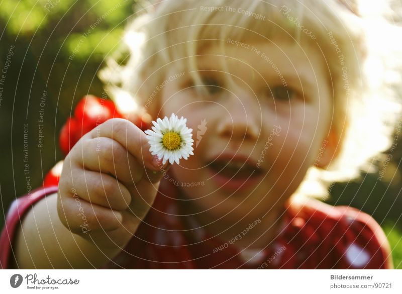 Daisy Gänseblümchen Blume Wiese Mädchen klein rot Polkatänzer Kreis Pullover blond Kind daisy daisies flower flowers meadow child children tiny red dots Punkt