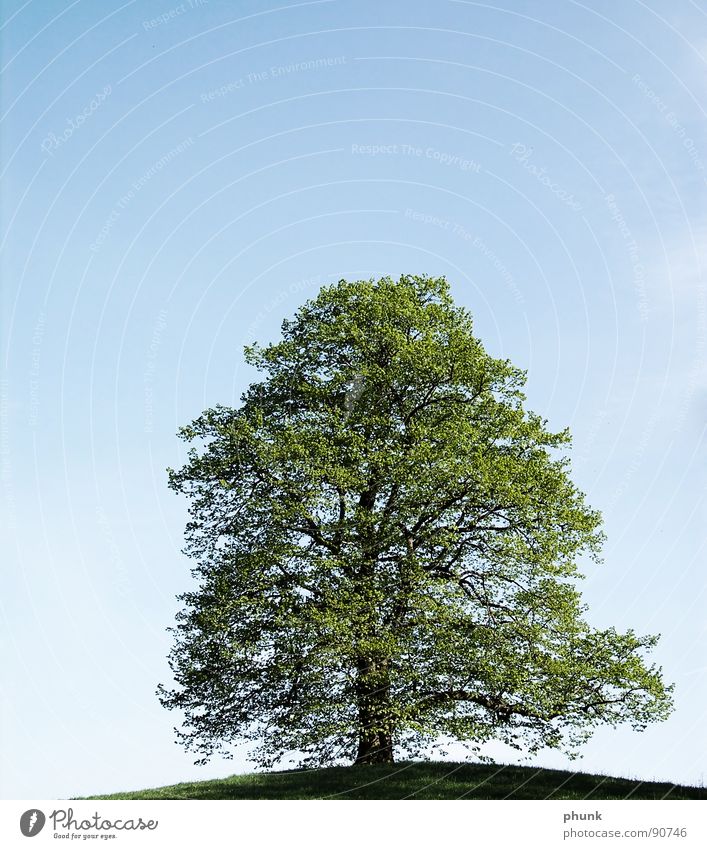 baumschnitt Baum Hügel grün Reifezeit Wachstum Gesundheit Frühling Himmel blau Bodenbelag Natur Naturliebe