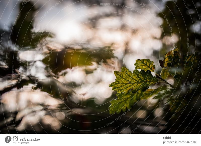 Herbstblatt Umwelt Natur Pflanze Schönes Wetter Baum Blatt Eiche Eichenblatt Wald ästhetisch hell Wärme Idylle Herbstlaub herbstlich Herbstbeginn Farbfoto