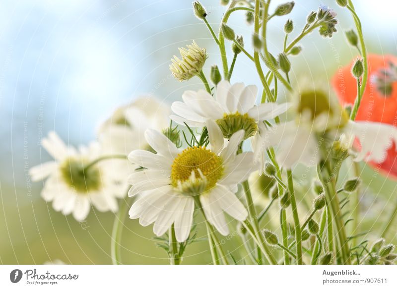 alles Gute... Natur Wolkenloser Himmel Sonnenlicht Schönes Wetter Blume Wildpflanze Feld genießen hängen Häusliches Leben Duft Erfolg Zusammensein Farbfoto