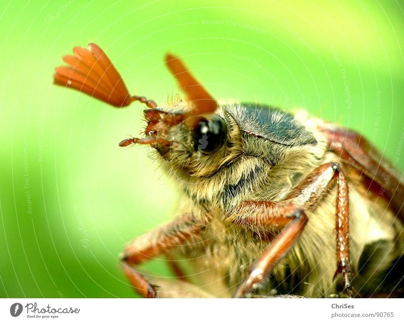 Was guckst du ?? : Maikäfer_02 April Insekt Frühling grün braun Fühler Nordwalde startbereit wegfahren Sommer Makroaufnahme Nahaufnahme Käfer Auge