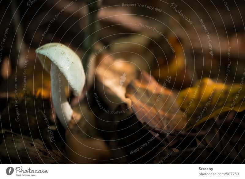 Schräglage Natur Pflanze Erde Herbst Blatt Pilz Pilzhut Wald Wachstum klein braun gelb Optimismus Gelassenheit geduldig ruhig Farbfoto Außenaufnahme