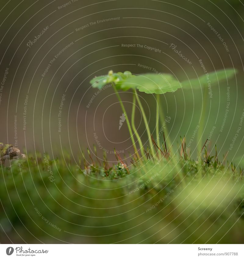 Regenschutz Natur Landschaft Pflanze Herbst Moos Blatt Wildpflanze Wald Wachstum klein grün Gelassenheit ruhig Schutz Farbfoto Makroaufnahme Menschenleer Tag