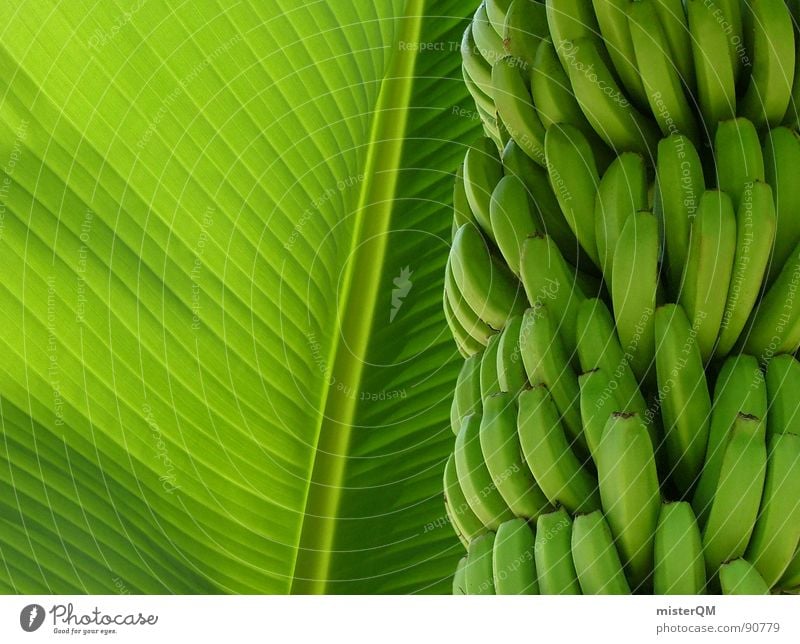 green banana Banane grün Ferien & Urlaub & Reisen Hotel Holiday Inn Prague Palme Paradies Karibisches Meer Ausflug ruhig Spanien Natur Ernährung