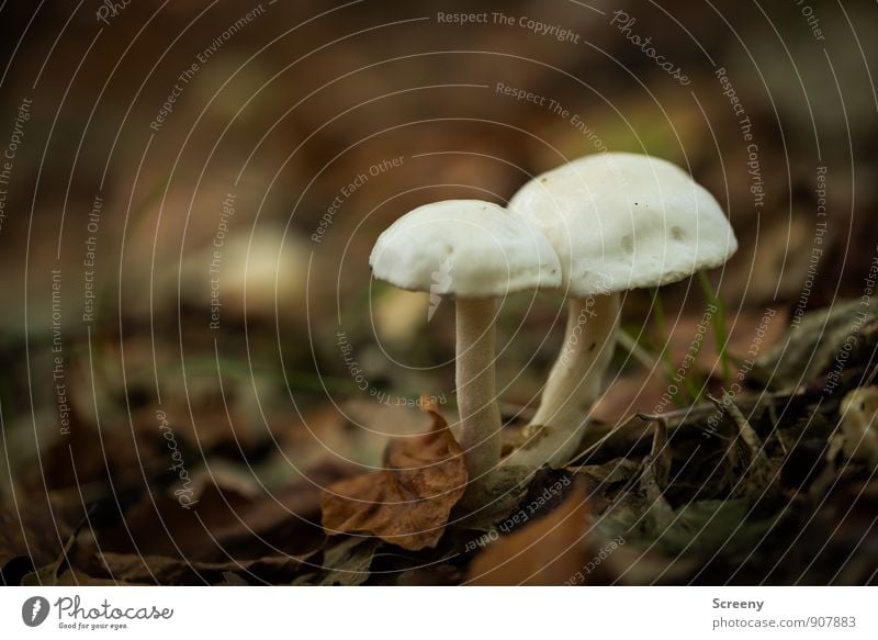 Zusammenhalt Natur Pflanze Erde Herbst Blatt Wildpflanze Pilz Pilzhut Wald Wachstum Zusammensein klein braun weiß Freundschaft Treue Gelassenheit geduldig ruhig