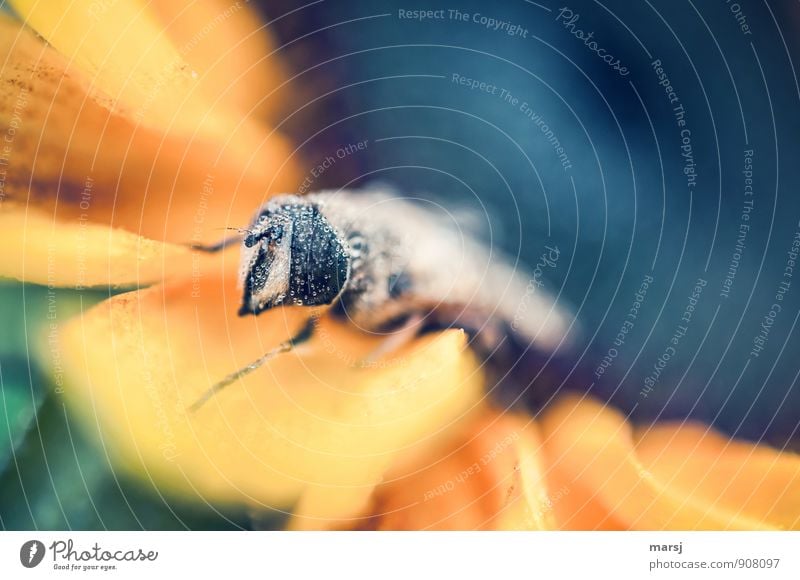 Taufrisch Wassertropfen Sommer Herbst Pflanze Blüte Nutzpflanze Sonnenblume Tier Wildtier Schwebfliege Insekt Facettenauge Insektenkopf 1 Erholung authentisch