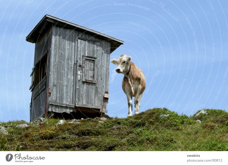 Hier regier ich! III Hochmut Bergbewohner Österreicher Kuh Sommer Froschperspektive Haus alpin Wiese Berge u. Gebirge Hütte Himmel Stolz Alpen Natur blau