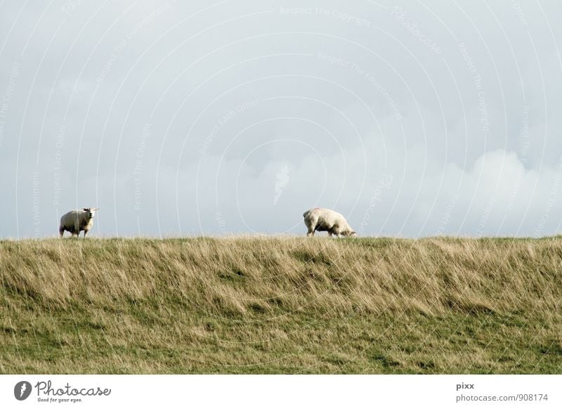 nordnordfriesland ruhig Ferien & Urlaub & Reisen Ausflug Freiheit Landschaft Pflanze Tier Himmel Wolken Gras Wiese Küste Nordsee Dorf Nutztier Schaf 2 stehen