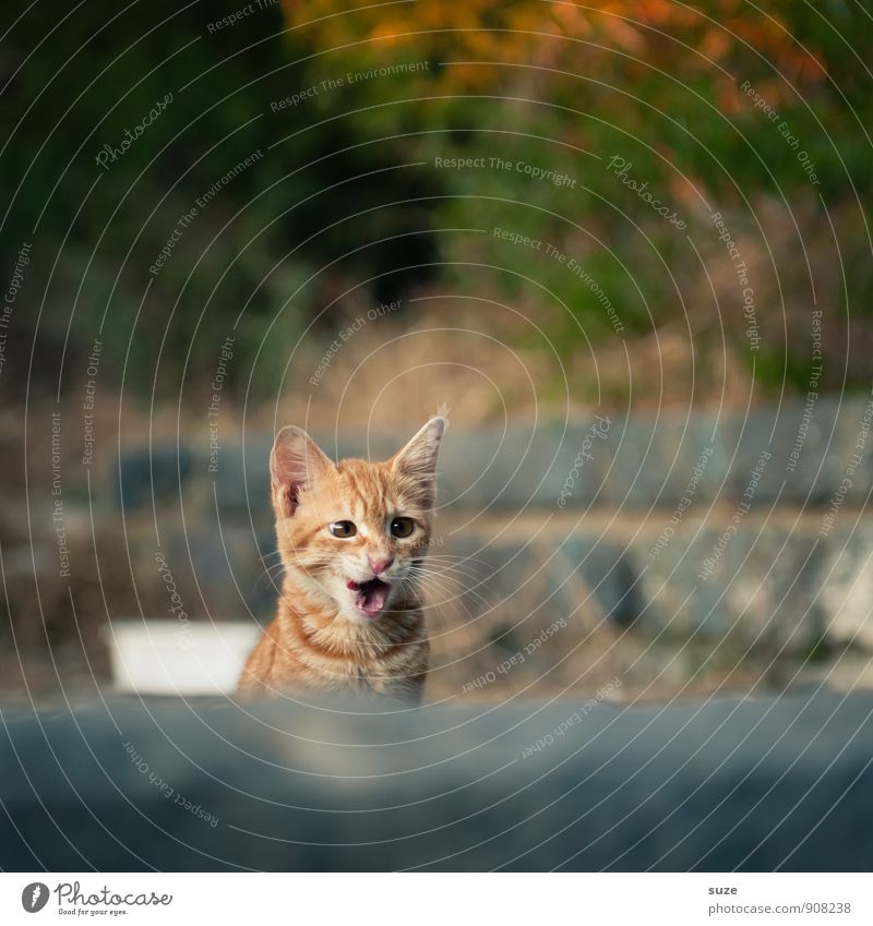 Eh, ich weiß wo du denkst mit ... Natur Tier Haustier Katze 1 Tierjunges authentisch Coolness frech schön klein lecker lustig natürlich Neugier niedlich wild