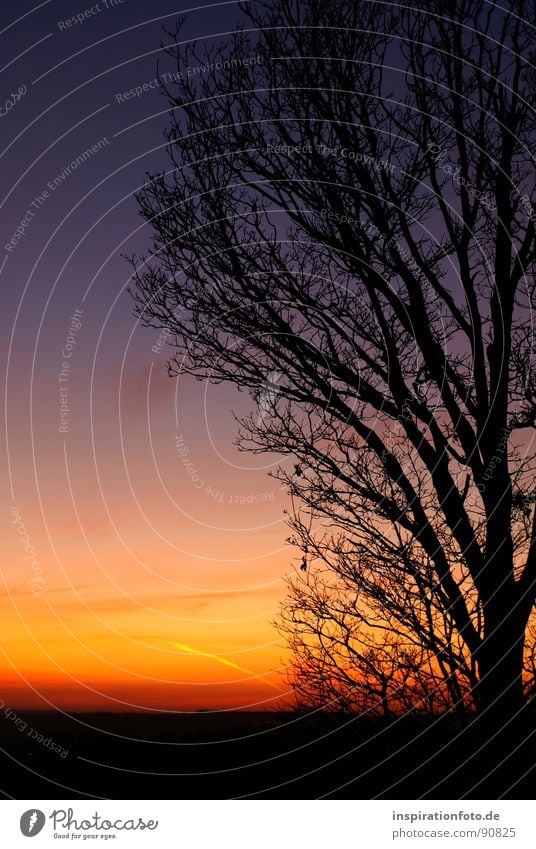 Gute Nacht! Baum Sonnenuntergang Wolken Farbenspiel rot gelb Ast Silhouette blau orange