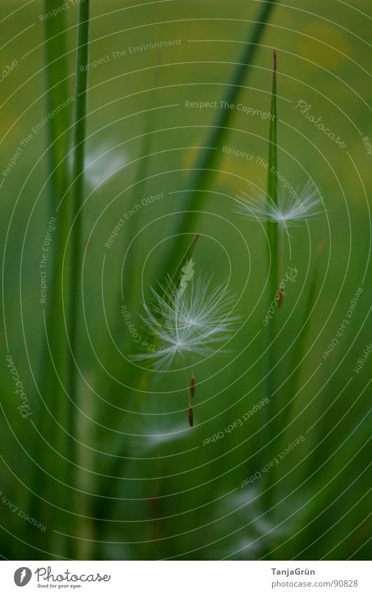 Ausgeflogen Löwenzahn Gras grün Wiese Frühling weiß blasen Froschperspektive weich zart Korbblütengewächs Bedecktsamer Blühend Unbeschwertheit leicht Samen