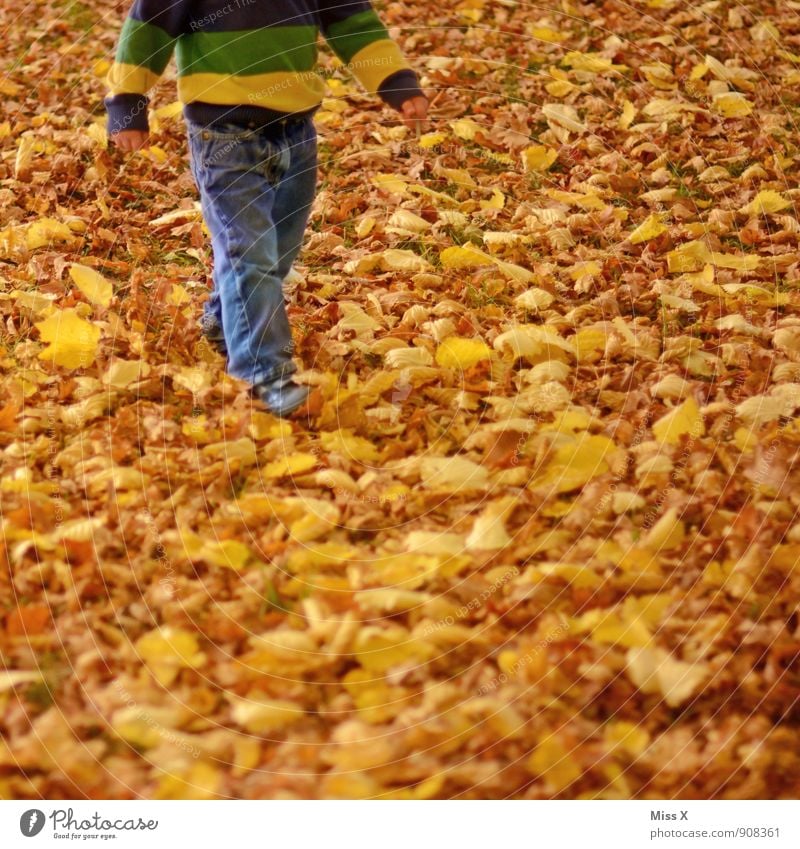 Laublauf Freizeit & Hobby Spielen Kinderspiel Mensch Kleinkind Beine 1 1-3 Jahre 3-8 Jahre Kindheit Natur Herbst Blatt Garten Park Wiese Wald gehen gelb