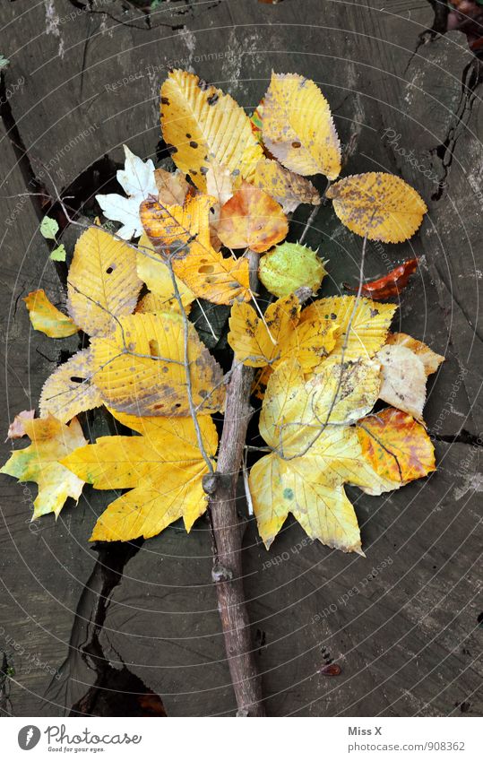 Laubbaum Freizeit & Hobby Spielen Kinderspiel Umwelt Natur Herbst Blatt Wald gelb Herbstlaub Herbstfärbung Basteln Ast Zweig Ahorn Buchenblatt Holz Baumstamm