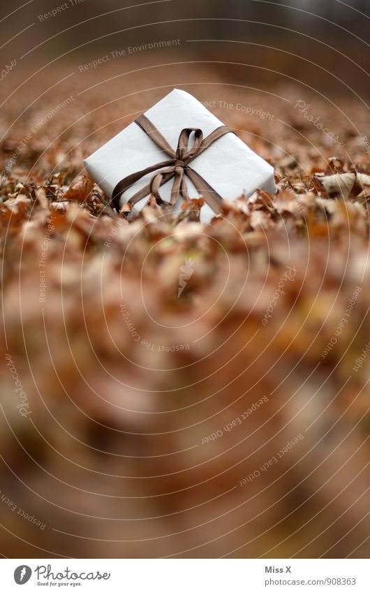 Geschenk im Laub Feste & Feiern Weihnachten & Advent Geburtstag Herbst Blatt Wiese Wald Verpackung Paket Schleife liegen Stimmung schenken verloren Post Versand