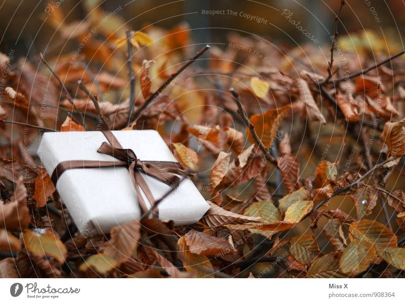 Verloren Feste & Feiern Geburtstag Herbst Blatt Verpackung Paket Schleife liegen Geschenk Geschenkband verloren Post Versand geliefert Hecke Herbstlaub schenken