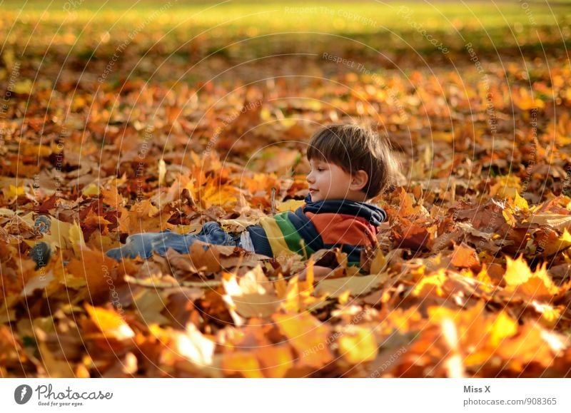 im Bett Spielen Kinderspiel Garten Mensch Kleinkind Junge Kindheit 1 1-3 Jahre 3-8 Jahre Herbst Blatt Wald Pullover Lächeln liegen Fröhlichkeit niedlich Gefühle