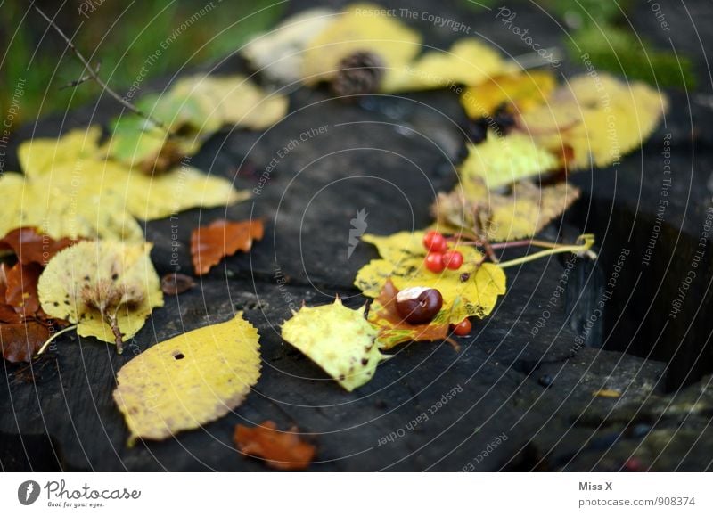 Herbstrahmen Natur Blatt gelb Kastanie Vogelbeeren Kreis Rahmen herbstlich Herbstlaub Herbstfärbung Sammlung Anhäufung Holz Herbstbeginn Herbstwald Farbfoto