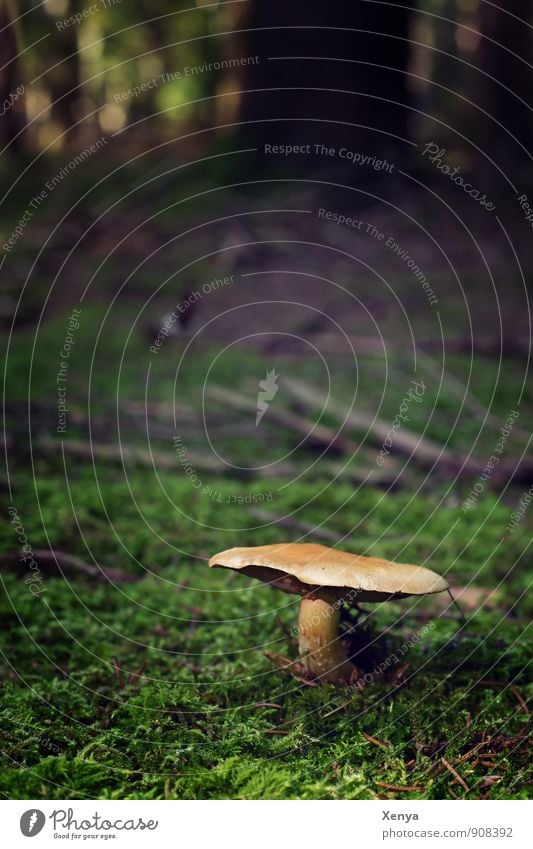 Pilz im Wald Umwelt Natur Landschaft Herbst braun grün schwarz Moos Waldboden Pilzhut Baum herbstlich stehen Wachstum Außenaufnahme Menschenleer