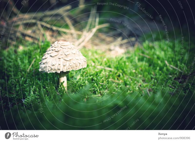 Im Wald da sind die ... Pilze Umwelt Natur Pflanze grün weiß Pilzhut Pilzkopf Moos klein Wachstum Gift essbar ungenießbar ungesund Außenaufnahme Nahaufnahme