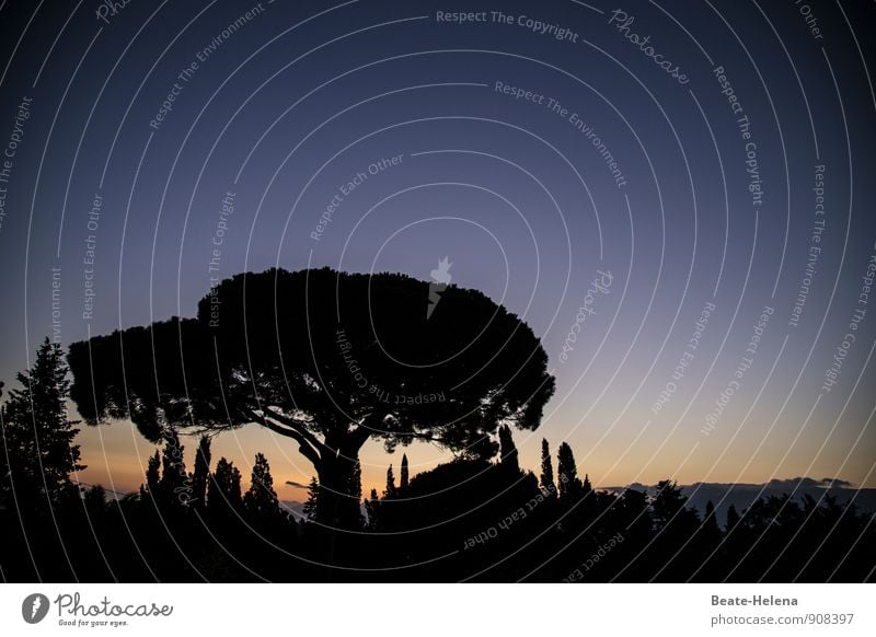 Abenddämmerung Ferien & Urlaub & Reisen Tourismus Natur Landschaft Pflanze Wolkenloser Himmel Sommer Schönes Wetter Baum Hügel beobachten schlafen warten
