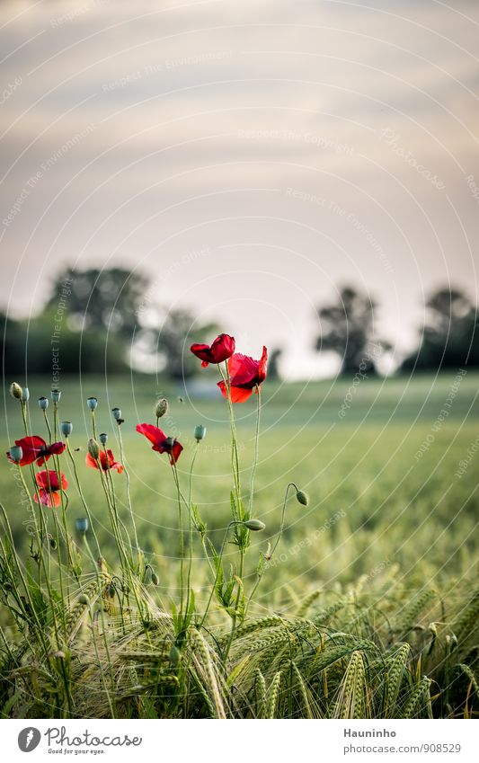 wilder Mohn Umwelt Natur Landschaft Pflanze Tier Himmel Wolken Sonnenaufgang Sonnenuntergang Sonnenlicht Sommer Klima Schönes Wetter Baum Blume Gras Blatt Blüte