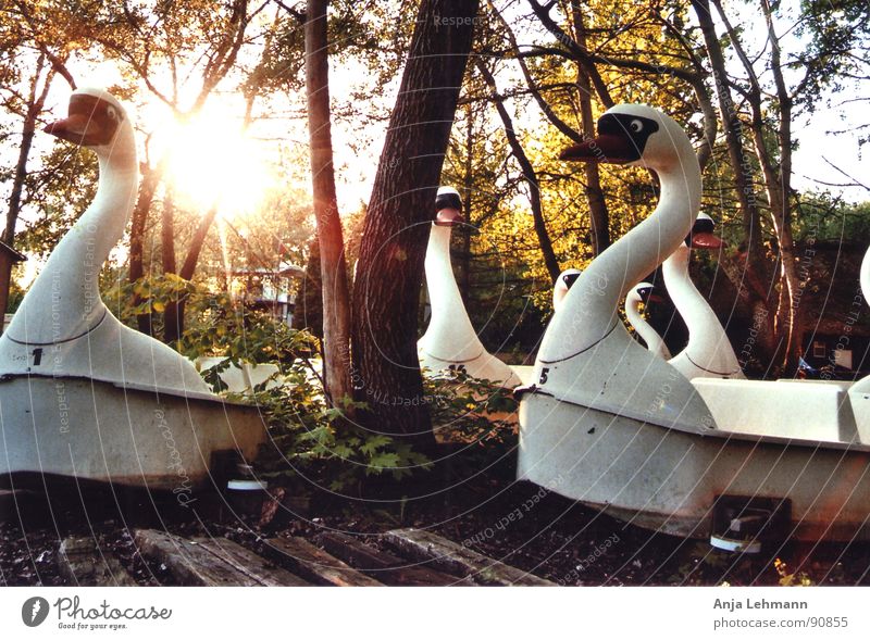 schwäne am abend Schwan Zusammensein Wald Baum Sonnenuntergang verfallen swan swans night evening bird together Abend alt Einsamkeit Vergnügunspark Freude