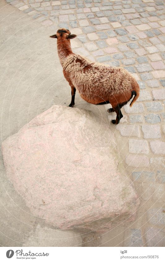 als ich über den tierpark flog #3 Ziegen Vogelperspektive Fell Natur braun Grundriss Zoo Tier Streichelzoo niedlich berühren fummeln Außenaufnahme mäh Säugetier