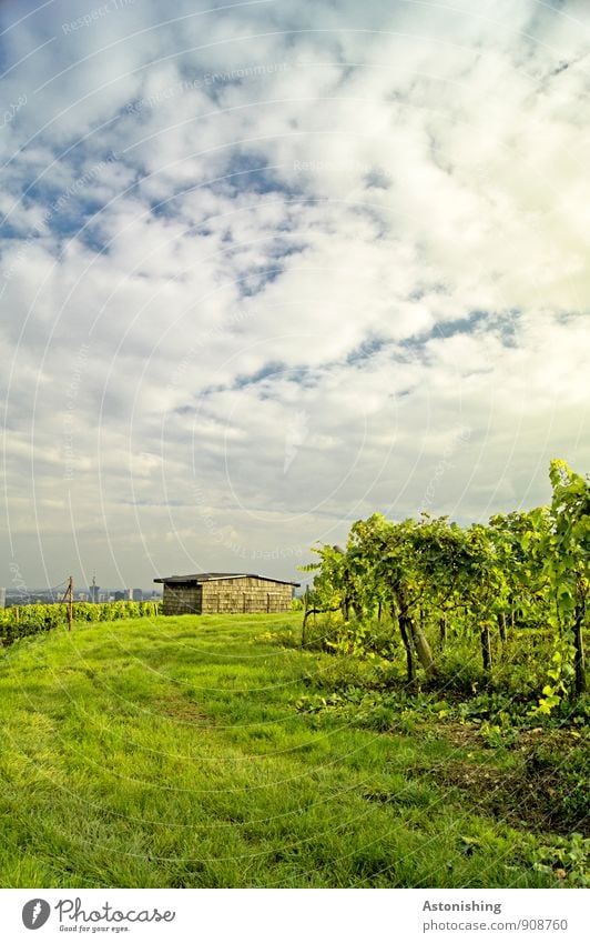 Hütte Umwelt Natur Landschaft Pflanze Himmel Wolken Horizont Herbst Wetter Schönes Wetter Gras Sträucher Nutzpflanze Wiese Hügel Gebäude hell blau grün weiß