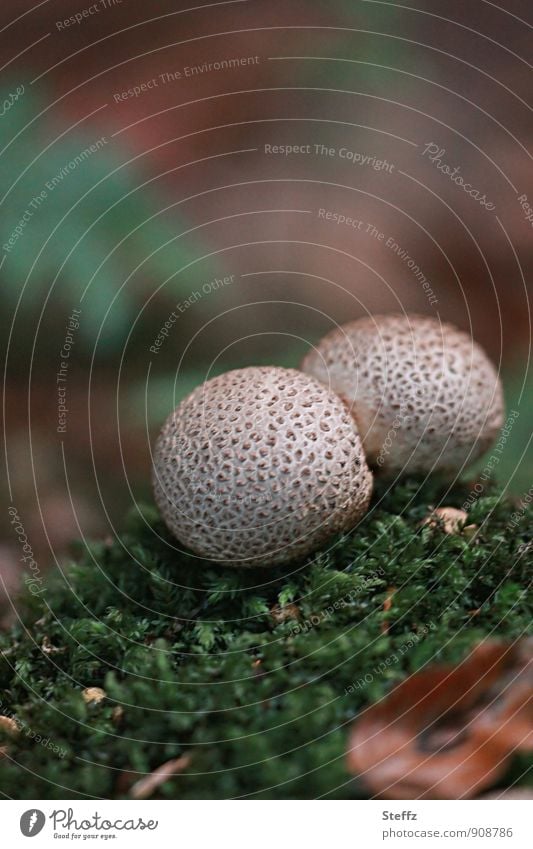 zwei Boviste im Moos Pilze Waldpilze Herbstwald Waldstimmung Waldboden braun zusammen grün Herbstgefühle Oktober zusammengewachsen Zusammensein zusammengehörig