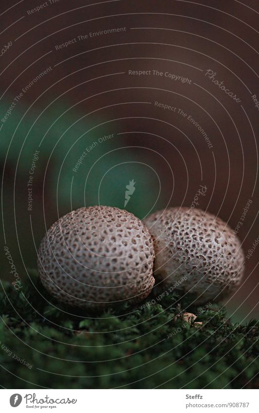 Boviste zusammen im Wald Pilze Waldpilze Moos Pilzhut Herbstwald braun grün kugelförmig Herbstgefühle Waldboden Zusammensein Zusammenhalt dunkelgrün beige