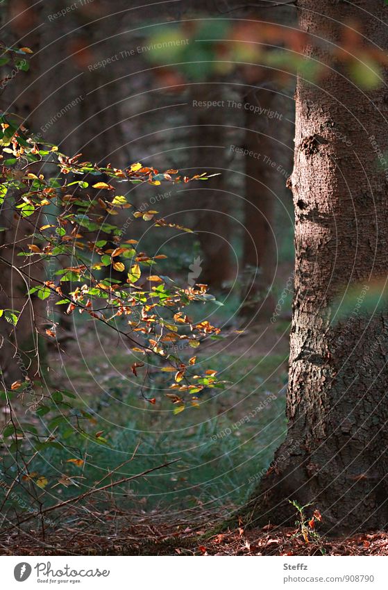 Herbstbeginn im Herbstwald Waldpflanzen Herbstbaum Waldbaden Jahreszeitenwechsel Baumstamm Lichtstimmung besonderes Licht September Oktober Herbstlaub Laubbaum