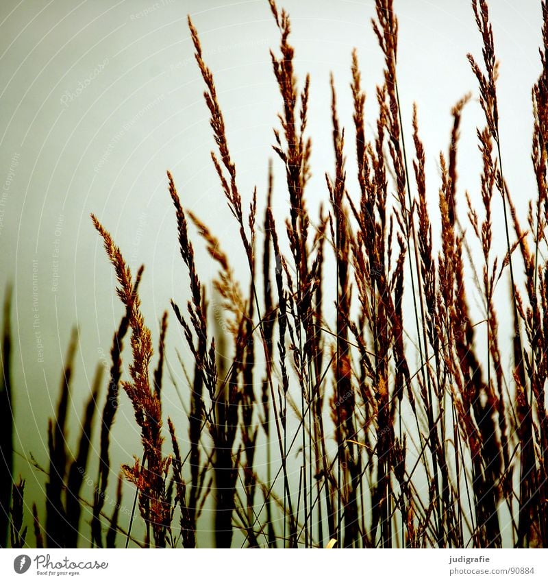 Gras gelb Stengel Halm Ähren glänzend schön weich Rauschen Wiese zart beweglich sensibel federartig Gegenlicht Sommer Strand Küste gold orange Wind Pollen rispe