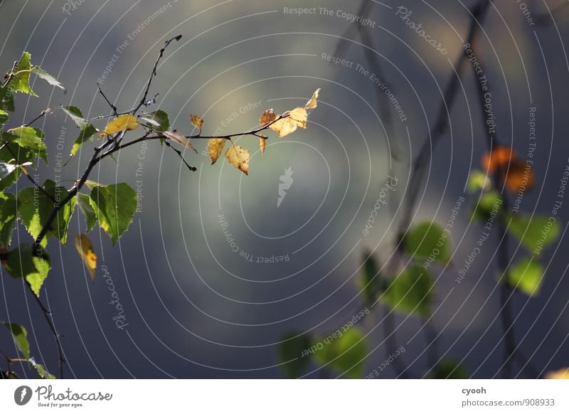 es herbstet Natur Herbst Pflanze Baum Blatt Park Wald Seeufer berühren fallen glänzend leuchten dehydrieren alt trocken blau braun grün Partnerschaft Ende