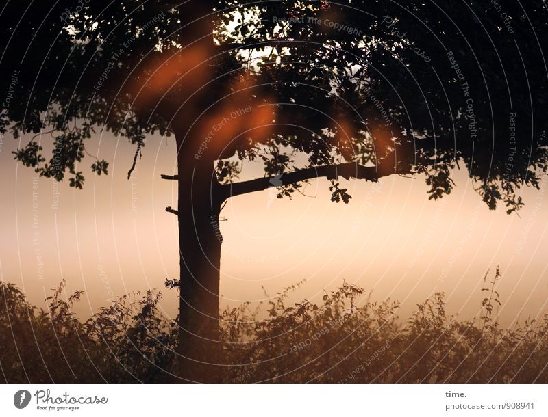 Frühlicht Umwelt Natur Landschaft Herbst Schönes Wetter Baum Gras Blatt Baumstamm Baumkrone Wald Moor leuchten natürlich Wärme Glück Zufriedenheit Lebensfreude