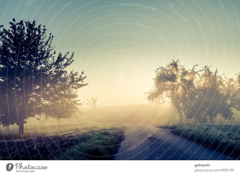 morgens irgendwo im Kraichgau Natur Landschaft Pflanze Luft Himmel Wolkenloser Himmel Herbst Schönes Wetter Baum Feld Lebensfreude Beginn Leichtigkeit Morgen