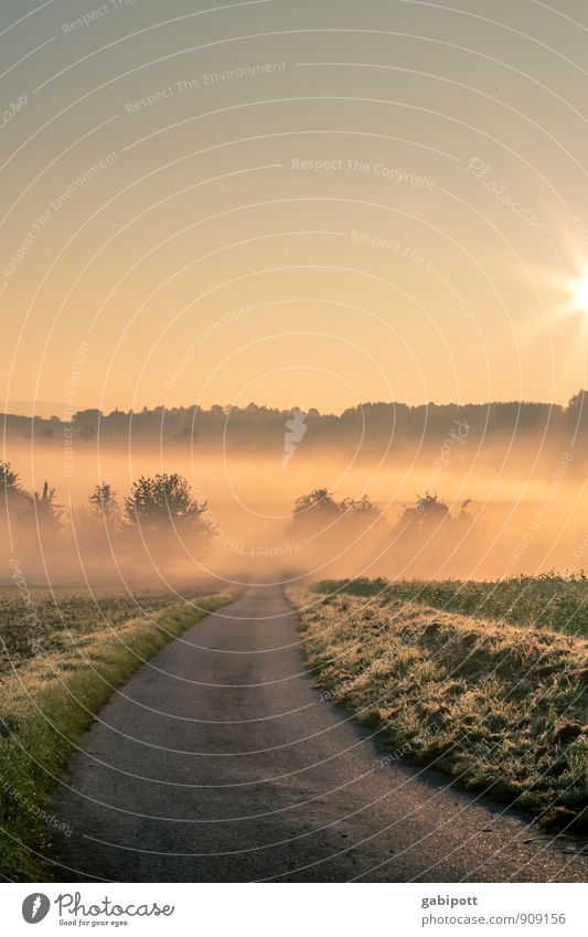 Morgenstund' und Gold und so Natur Landschaft Pflanze Urelemente Luft Wolkenloser Himmel Horizont Sonnenaufgang Sonnenuntergang Sonnenlicht Herbst Winter