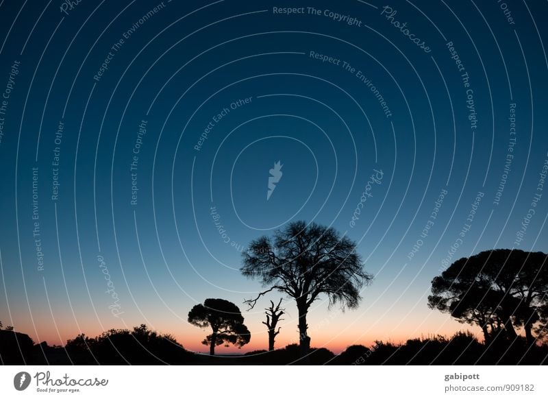 Schirmpinien am Morgen Wohlgefühl Erholung ruhig Meditation Duft Ferien & Urlaub & Reisen Ausflug Abenteuer Ferne Freiheit Natur Landschaft Himmel