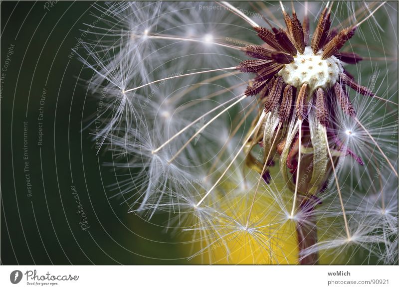 Pusteblume Löwenzahn blasen Pflanze Blume Sporen Wiesenblume Sommer Luft Fortpflanzung gelb grün Makroaufnahme Freude Frühling Blühend blühte Samen Stempel