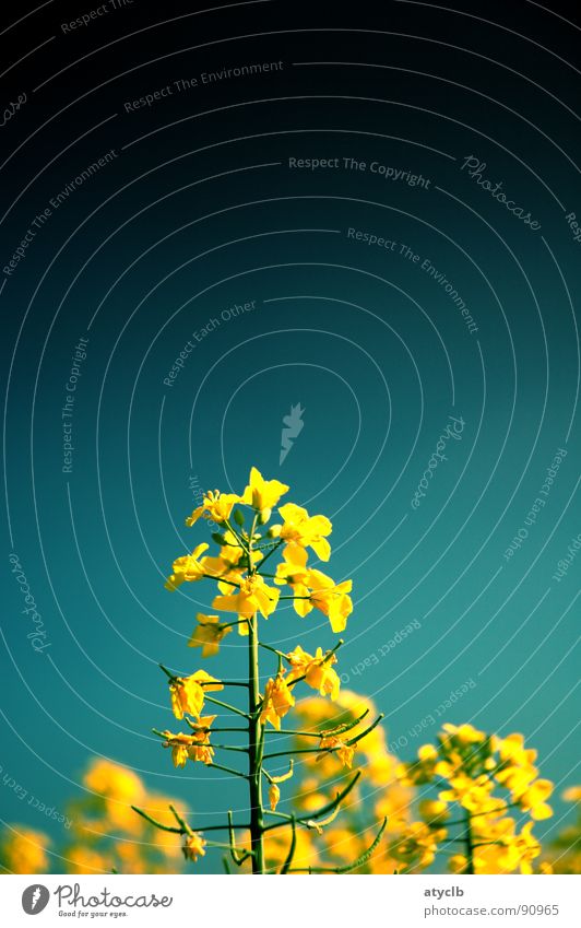 es gelbt so gelb Raps Feld Frühling Reifezeit Pflanze Biodiesel Landwirtschaft Wachstum Himmel Natur Ernte